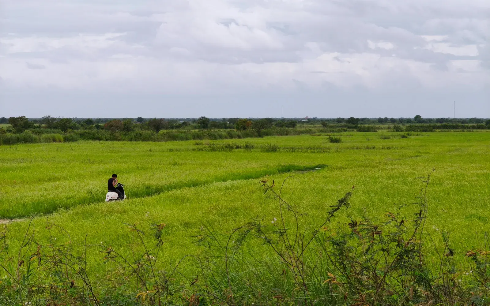 Rural Cambodia rice fields