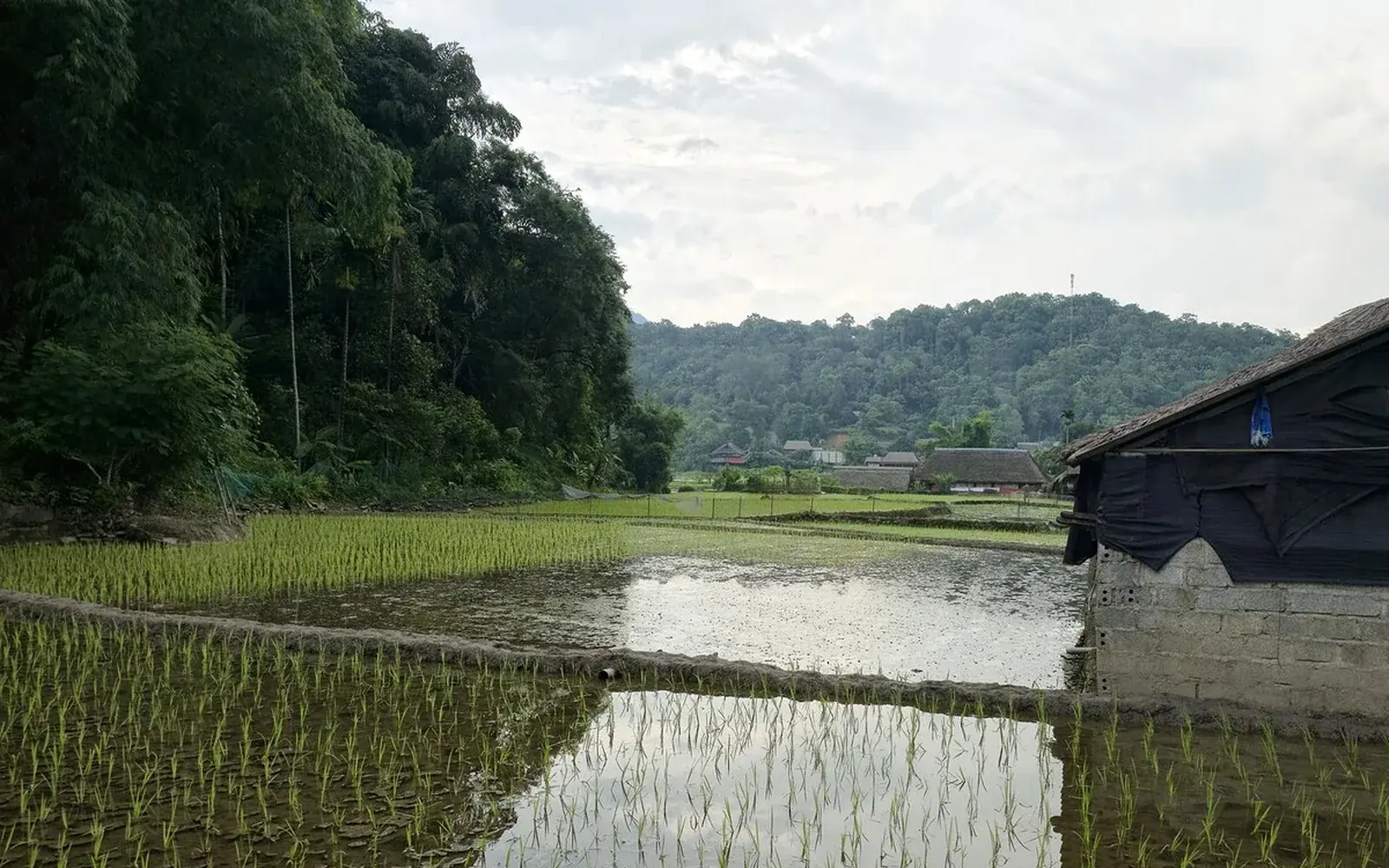 Northern Vietnam countryside and rice fields